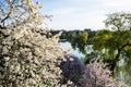 Landscape of Tineretului park, Bucharest. Royalty Free Stock Photo