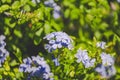 Landscape of tiny Violet colored flowers