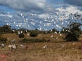 Landscape to farm and the animals birds white and cows coffee Royalty Free Stock Photo
