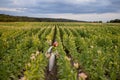 Woman gathers tobacco leaves on plantation