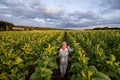 Woman gathers tobacco leaves on plantation