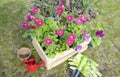 Landscape top photo of a garden wooden box or crate with flower seedlings of pink cascading petunia on a grass lawn surrounded by Royalty Free Stock Photo