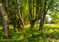 Landscape with tree alley, green grass in the foreground, summer