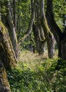 Landscape with tree alley, green grass in the foreground, summer