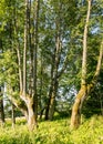 Landscape with tree alley, green grass in the foreground, summer