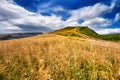 Landscape tree and field of green fresh grass under blue sky. Dr Royalty Free Stock Photo