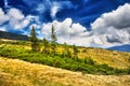 Landscape tree and field of green fresh grass under blue sky Royalty Free Stock Photo