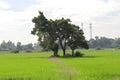 Landscape tree on the field under white sky Royalty Free Stock Photo