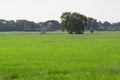 Landscape tree on the field under white sky Royalty Free Stock Photo