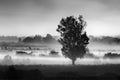 Landscape with tree in the mist in the area of Koroneia lake