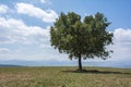 Landscape and tree and nature Royalty Free Stock Photo