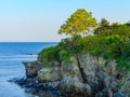 Landscape Tree on Ocean Cliff