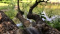 Landscape of a tree over a lake