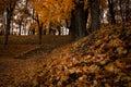 autumn park yellow leaves stairs