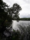 Landscape of the tree and reeds in the water of the lake Royalty Free Stock Photo