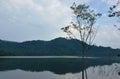 Landscape of tree and reflection on water surface in lake with mountain background Royalty Free Stock Photo