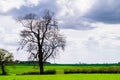 Landscape - tree silhouette in rural Yorkshire against a dramatic cloudy sky background