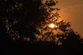 Landscape of tree silhouettes under a cloudy sky during a golden sunset Royalty Free Stock Photo