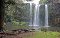 Landscape with a tree Whangarei Falls