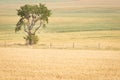 Landscape of a tree in a wheat field in Grasslands National Park, Saskatchewan, Canada