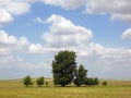 Landscape with trees