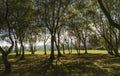 Landscape with trees against the light with soft hills and mountains in the background. Royalty Free Stock Photo