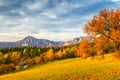 Landscape with a trees in autumn colors. Royalty Free Stock Photo