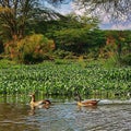 Landscape of trees in the background and ducks in the lake