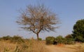 Landscape with trees in Bagan, Myanmar Royalty Free Stock Photo