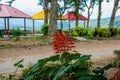 Landscape with trees, flowers and gazebos. Sabah tea. Borneo, Malaysia