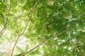 Landscape with trees with green leaves in clear daytime