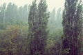 Landscape with trees in heavy summer rainstorm