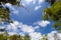 Landscape trees and sky