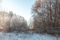 Landscape with trees in the snow, sunny clod weather