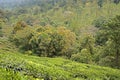 Landscape of trees and tea plantations