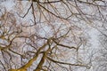 Landscape of trees in winter against a grey sky outside from below. Nature background of bare branches and leafless Royalty Free Stock Photo