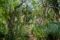 Landscape of tropical forest with narrow path palm trees at the island Manadhoo the capital of Noonu atoll