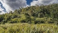 The landscape of a tropical rain forest. Thickets of green trees