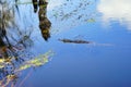 Tropical swamp with alligator Royalty Free Stock Photo