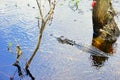 Tropical swamp with alligator Royalty Free Stock Photo