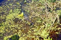 Tropical swamp with alligator Royalty Free Stock Photo