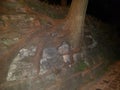 Landscape. The trunk of a tree on a mountainside with a large number of roots on the surface of the soil. Near the alley of stone