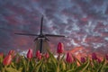 Landscape with tulip fields and windmill Royalty Free Stock Photo