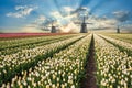 Landscape with tulip fields and windmill Royalty Free Stock Photo