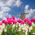 Landscape with tulip fields and windmill Royalty Free Stock Photo