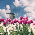 Landscape with tulip fields and windmill Royalty Free Stock Photo