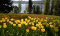 Tulipfield in bloom, beautiful yellow and red tulips