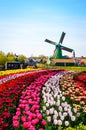 Landscape with tulips in Zaanse Schans, Netherlands, Europe Royalty Free Stock Photo