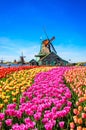 Landscape with tulips in Zaanse Schans, Netherlands, Europe Royalty Free Stock Photo