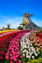 Landscape with tulips in Zaanse Schans, Netherlands, Europe Royalty Free Stock Photo